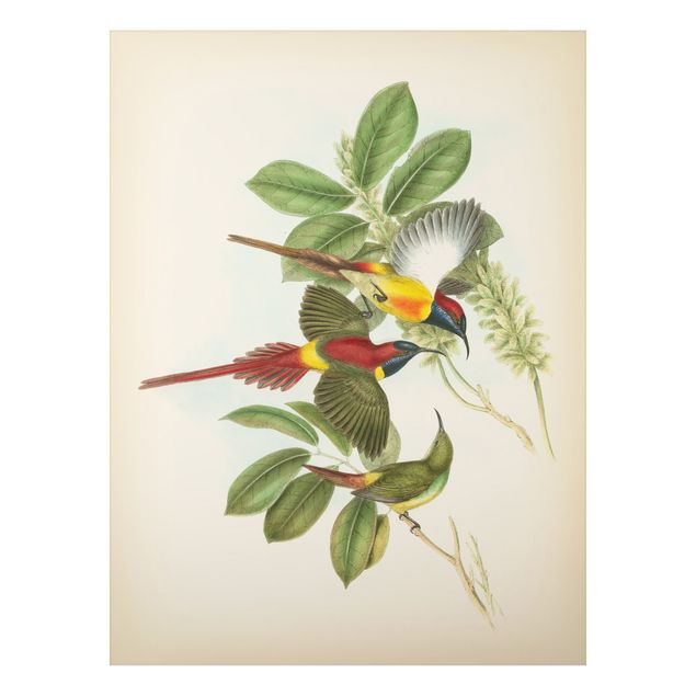 Aluminium Dibond schilderijen Vintage Illustration Tropical Birds III
