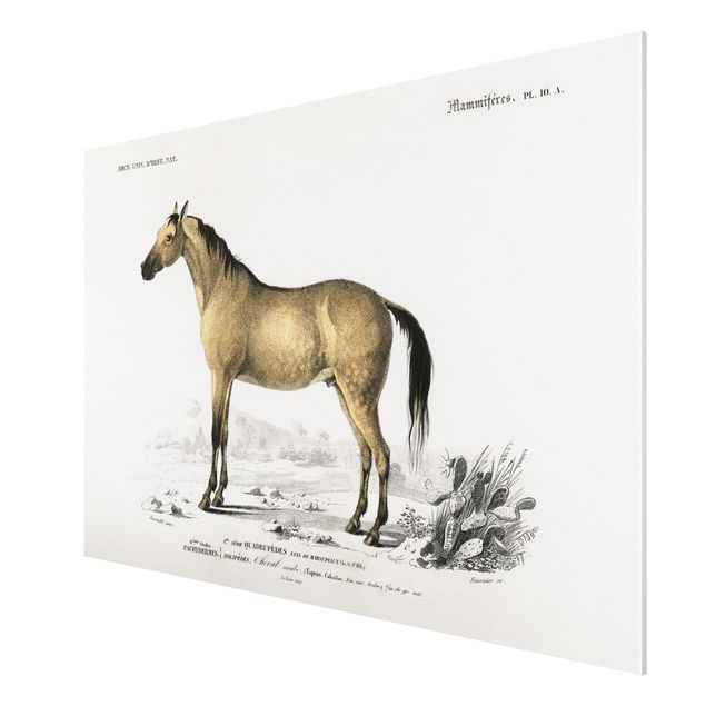 Forex schilderijen Vintage Board Horse