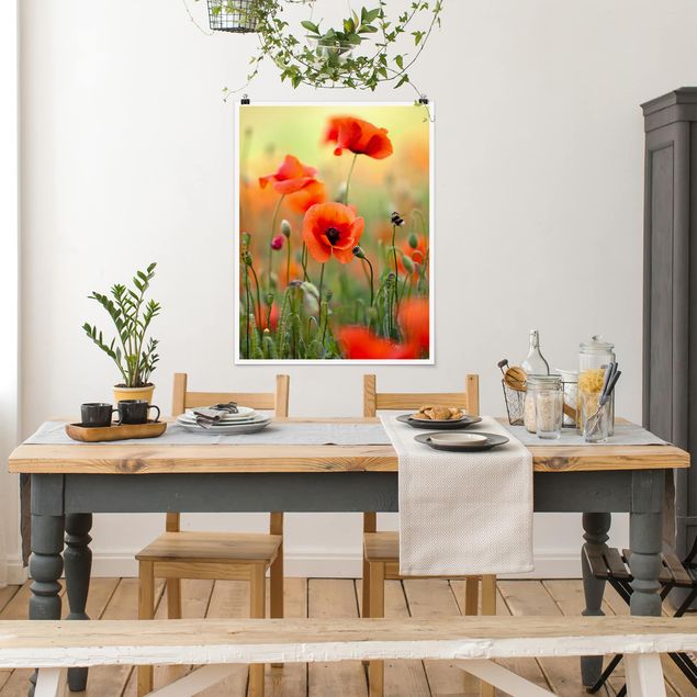 Posters Red Summer Poppy