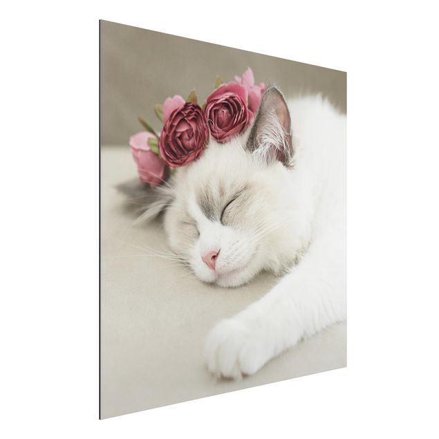 Aluminium Dibond schilderijen Sleeping Cat with Roses