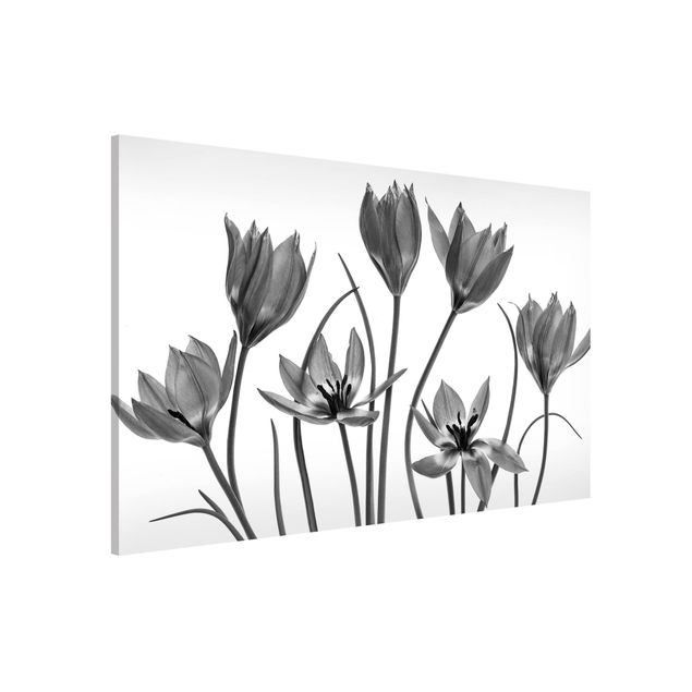 Magneetborden Seven Tulips Black And White