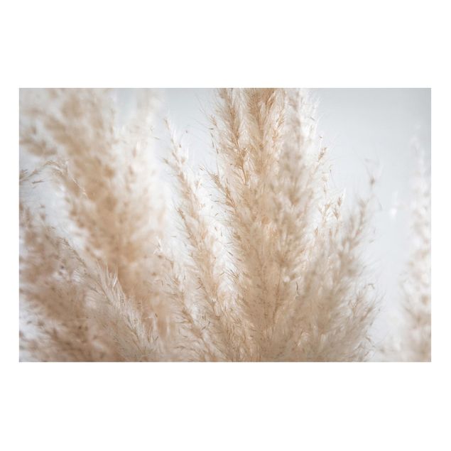 Magneetborden Delicate Pampas Grass Close Up