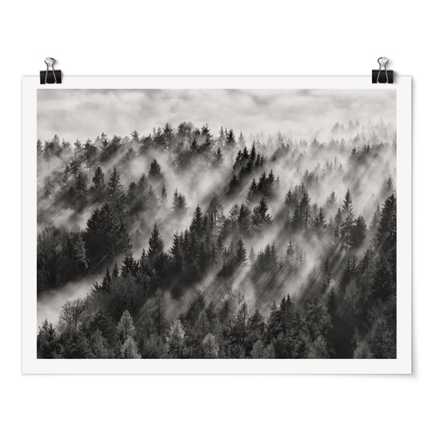 Posters Light Rays In The Coniferous Forest