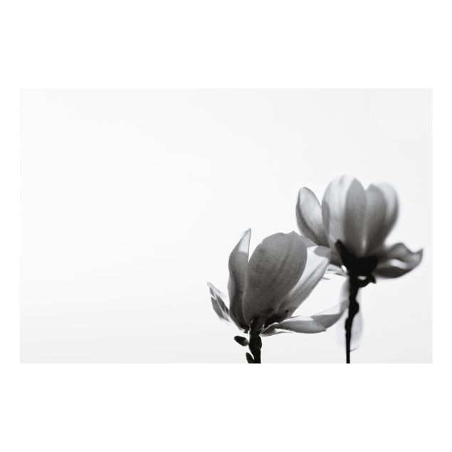 Spatscherm keuken Herald Of Spring Magnolia Black And White