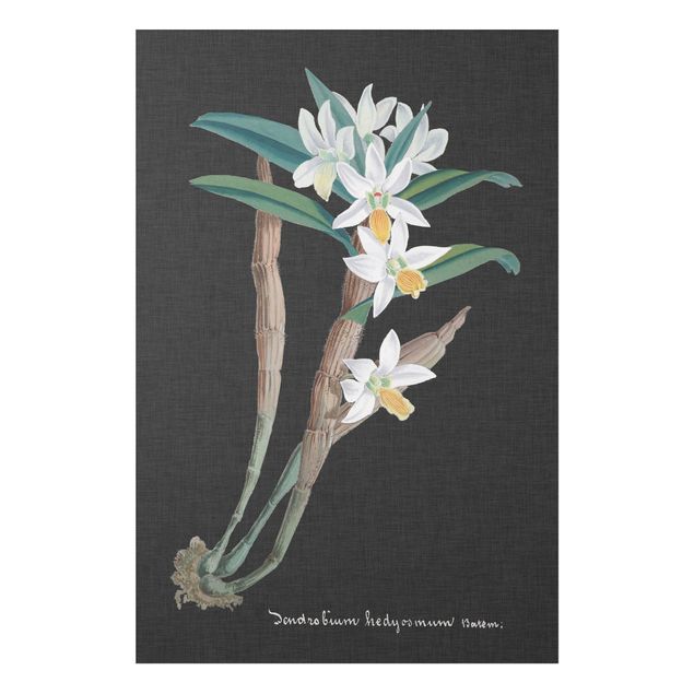 Forex schilderijen White Orchid On Linen I