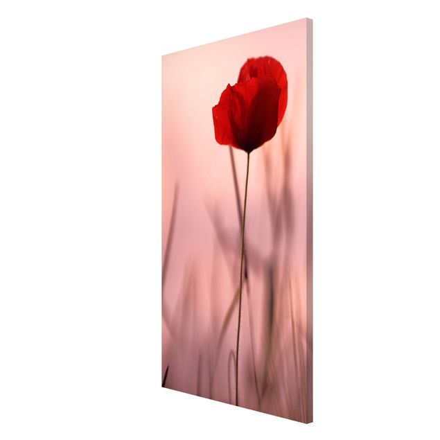 Magneetborden Poppy Flower In Twilight