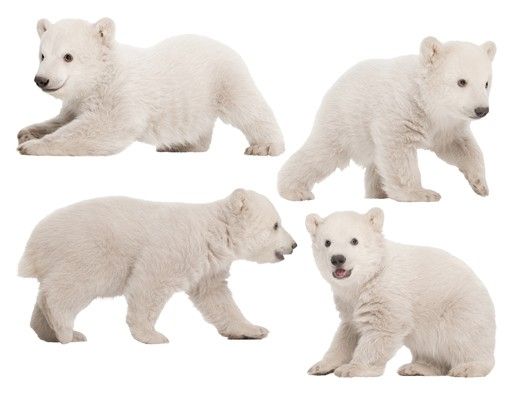 Muurstickers dieren No.642 Polar Bear Brothers