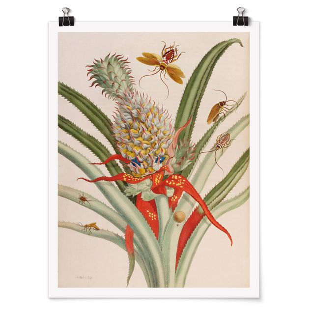 Posters Anna Maria Sibylla Merian - Pineapple With Insects