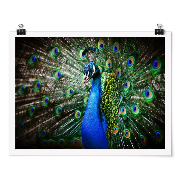 Posters Noble Peacock