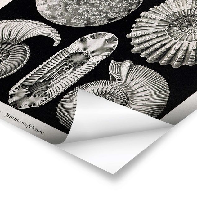 Posters Vintage Board Fossils Black And White