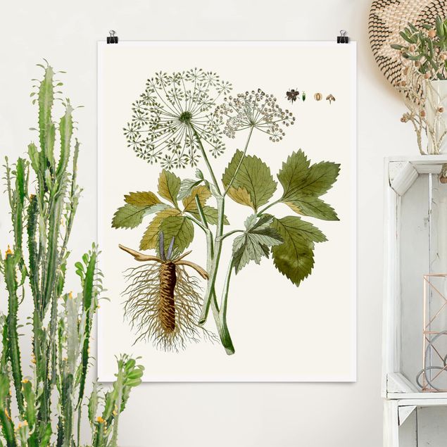 Posters Wild Herbs Board IV