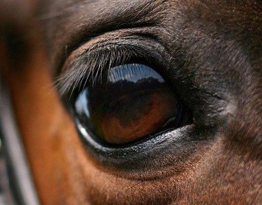 Tegelstickers Horse Eye