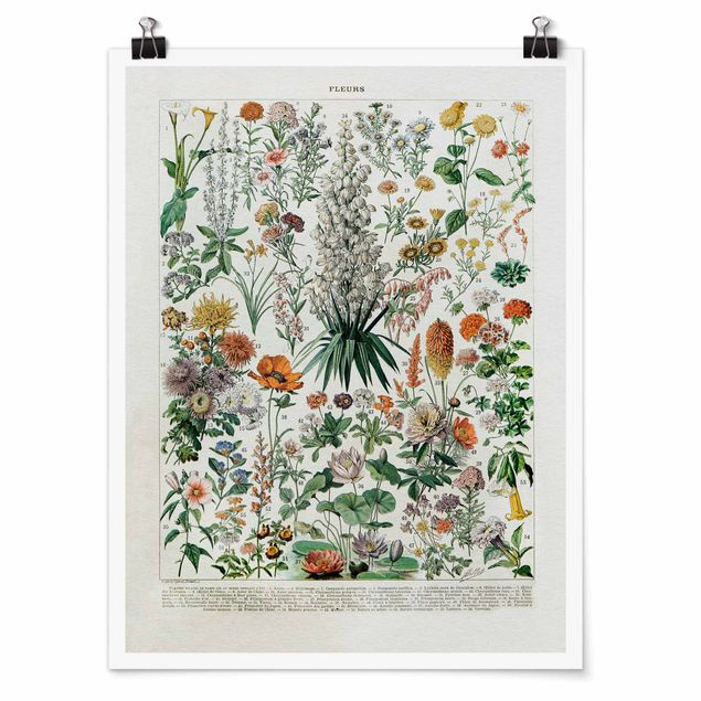Posters Vintage Board Flowers I