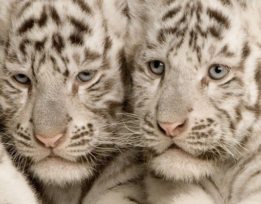 Brievenbussen Bengal Tiger Babys