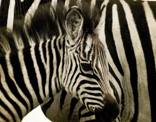 Brievenbussen Zebra Couple