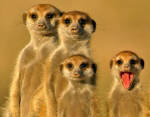 Brievenbussen Meerkat Family