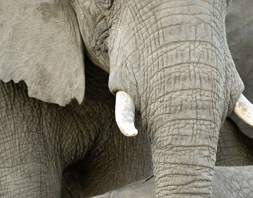 Brievenbussen Elephant Love