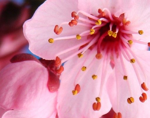 Brievenbussen Cherry Blossom