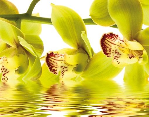 Brievenbussen Splendid Orchid Waters