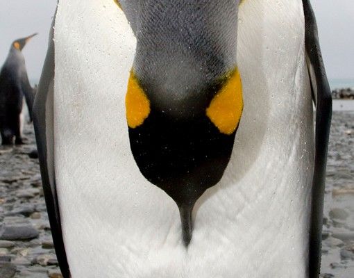 Brievenbussen Penguin