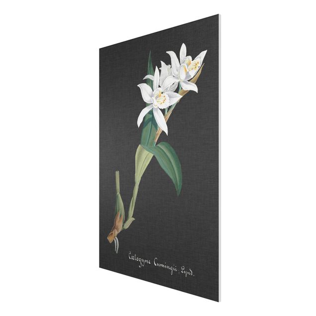 Forex schilderijen White Orchid On Linen II