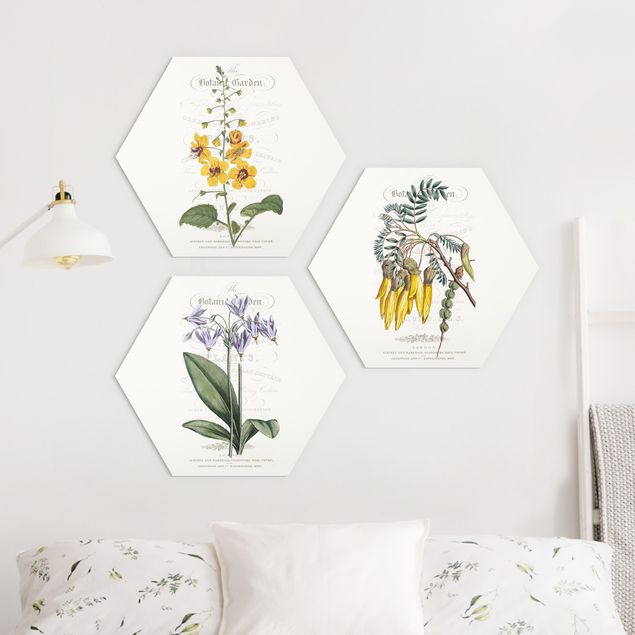 Hexagons Forex schilderijen - 3-delig Botanical Tableau Set I