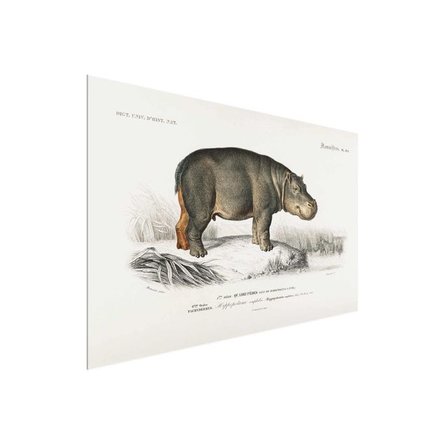 Glasschilderijen Vintage Board Hippo