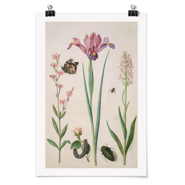 Posters Anna Maria Sibylla Merian - Rock Lychnis And Rose