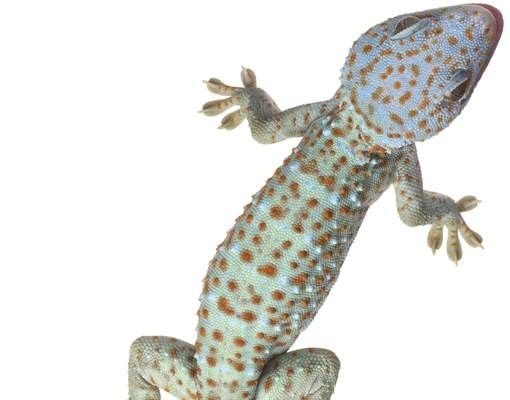Brievenbussen Nosey Geckos