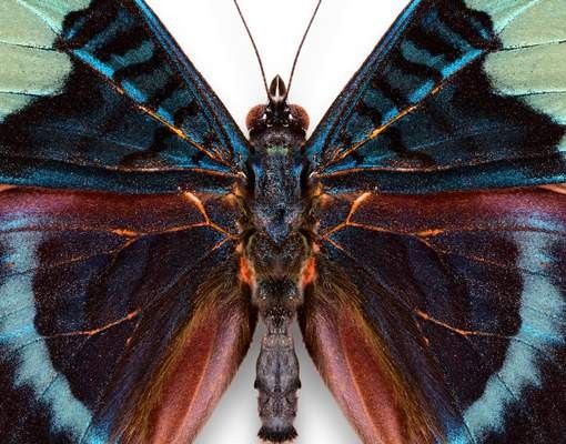 Brievenbussen Lepidoptera