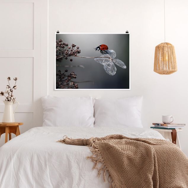 Posters Ladybird On Hydrangea