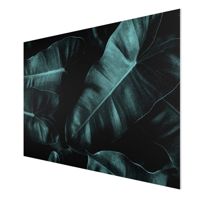 Forex schilderijen Jungle Leaves Dark Green