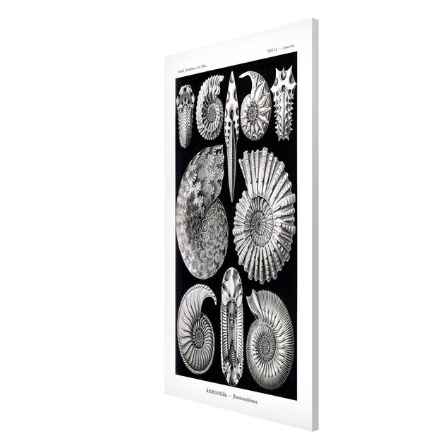 Magneetborden Vintage Board Fossils Black And White