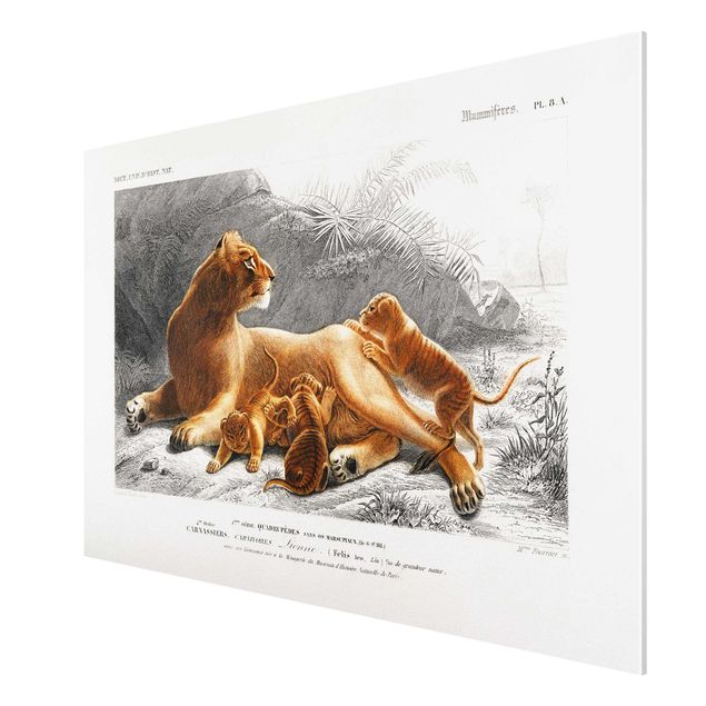 Forex schilderijen Vintage Board Lioness And Lion Cubs