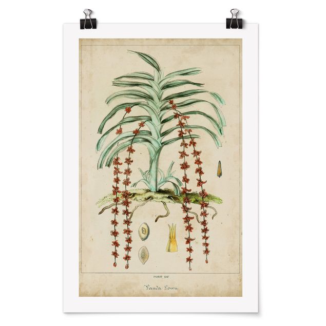 Posters Vintage Board Exotic Palms IV