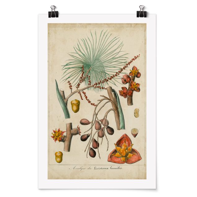 Posters Vintage Board Exotic Palms III