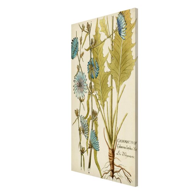 Magneetborden Vintage Botany In Blue Chicory