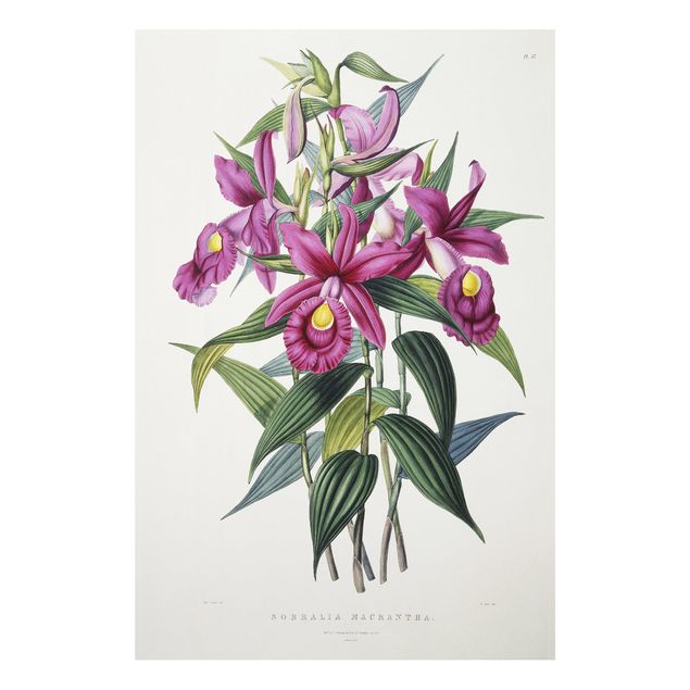 Forex schilderijen Maxim Gauci - Orchid I