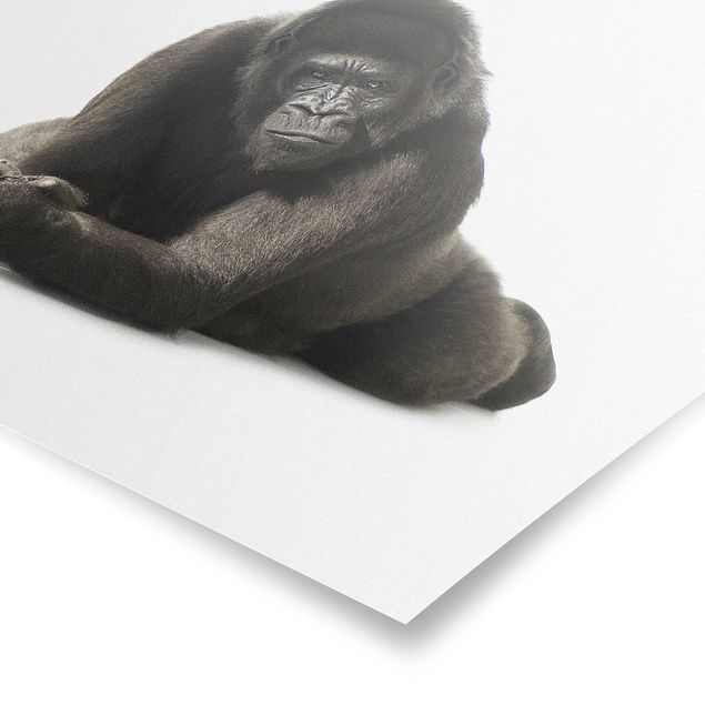 Posters Lying Down Gorilla ll
