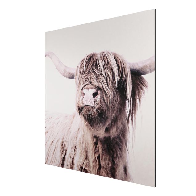 Aluminium Dibond schilderijen Highland Cattle Frida In Beige