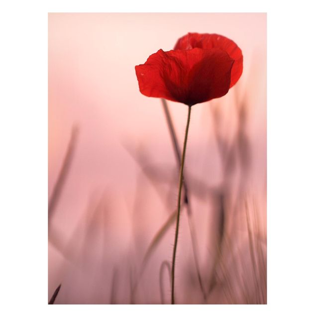Magneetborden Poppy Flower In Twilight