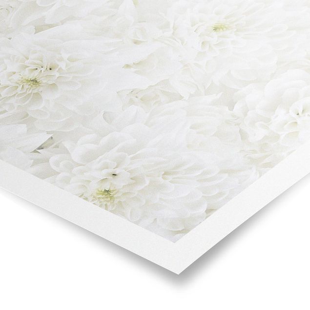 Posters Dahlias Sea Of Flowers White
