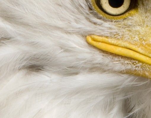 Wastafelonderkasten Eye of the Eagle
