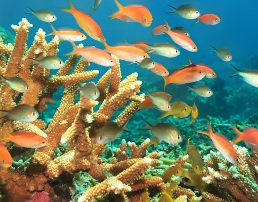 Wastafelonderkasten Coral reef