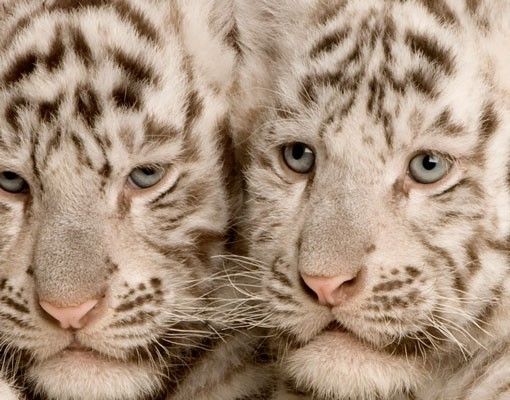 Wastafelonderkasten Bengal Tiger Babies