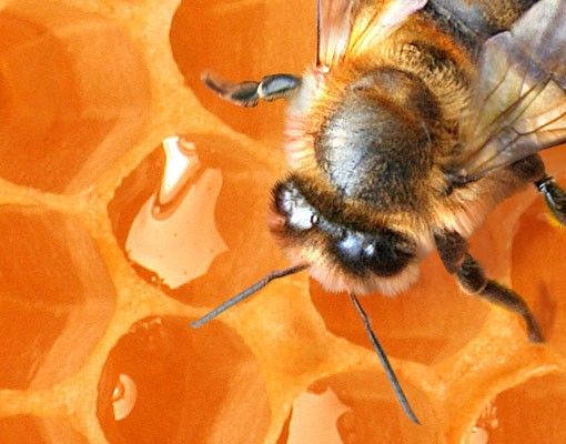 Wastafelonderkasten Honey Bee