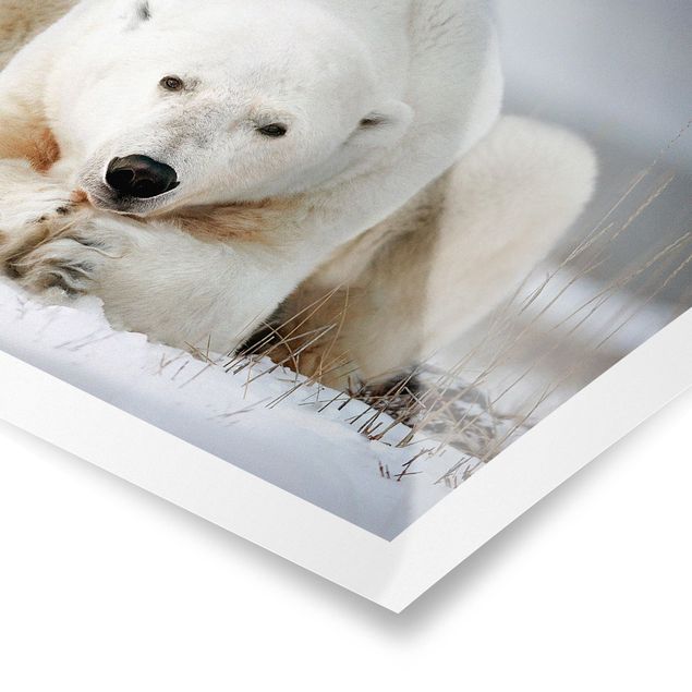 Posters Contemplative Polar Bear