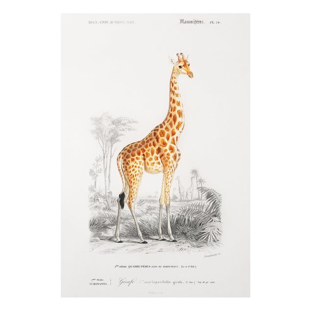 Forex schilderijen Vintage Board Giraffe