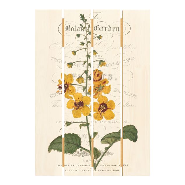 Houten schilderijen op plank Botanical Tableau - Mullein