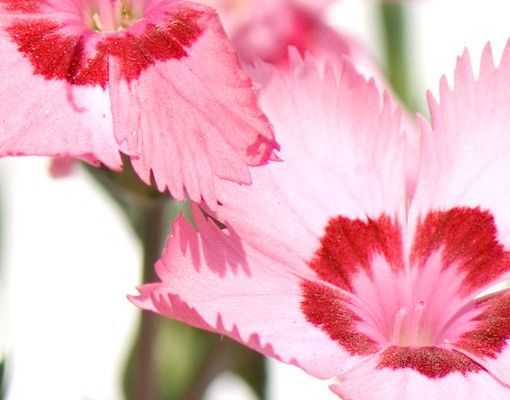 Wastafelonderkasten Pink Flowers
